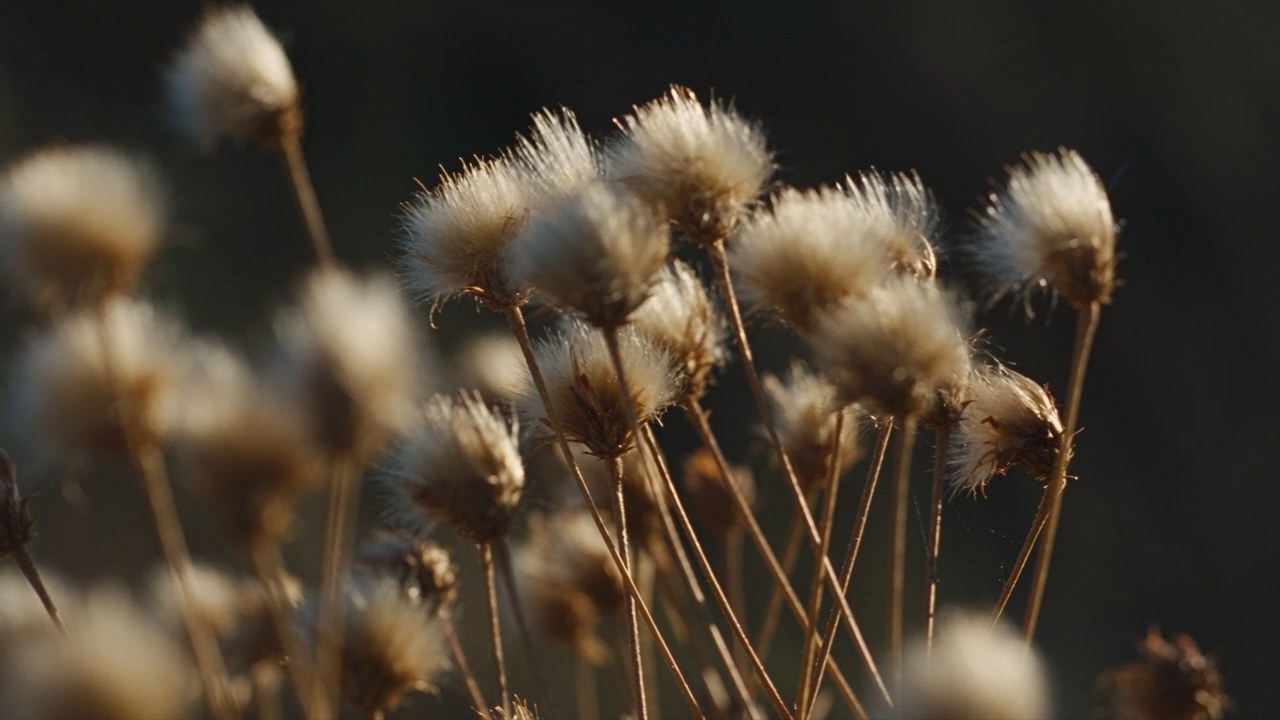 Teste di fiori secchi mosse dal vento su fondo scuro